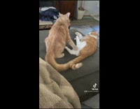 Two orange cats start fighting touching personal space 
