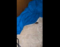 Guy tries to throw cockroach out of his window 