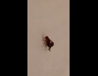 Submitter films flies mating on wall