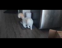 Ragdoll cat spin around chase own tail