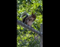 Squirrel at chain fence eat chicken bone