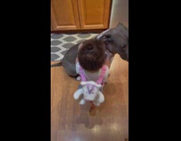 Mom tells little baby to give their grey dog Draco a hug