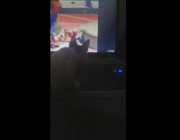 Cat watch DDOI videos on computer screen