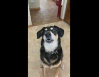 Black brown dog chomps teeth on command 