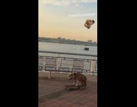Pt. 2 Bulldog dog rides skateboard down boardwalk during sunset