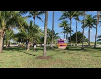 man adjust palm tree for photo shoot