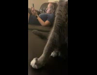 Guy blow vape smoke to cat gags