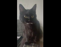 Collab BitchIG2 - Guy feeds cat a piece of paper