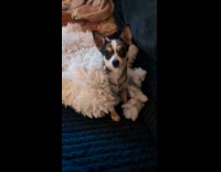 Dog leaves the pillow destroyed by it