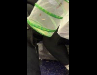 Woman holding pop up cage with butterflies