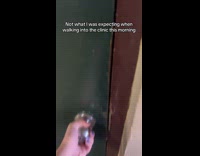 Owl inside of cage vet