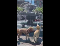 Dog confused by fake dog fountain at park