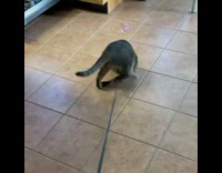 Collab Kale Salad IG -  Cat stands up on leash then falls