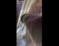 Guy gives statue of sasquatch big foot handshake funny face