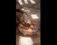 turtle trying to eat melon but is not able to