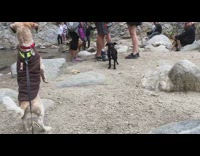 brown and black dog smelling one another near river 