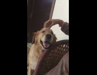 Brown dog feels good from head massage