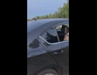 Small dog let out of car run away