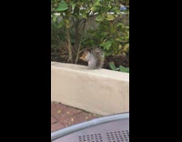 Squirrel Eats Biscuit besides Bush at Resort