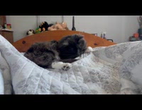 Cat play bites hoomans foot thats under the covers 