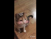 Grey white brown cat blush crown filter 