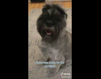 Dog gets excited at people clapping smiles 