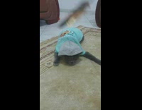 Grey cat wears pizza hoodie 