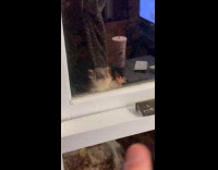 Adorable baby possum peeking on window 