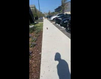 Small white pug puppy running towards camera on sidewalk 
