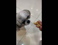 Pet dog reaches and eats banana given by its owner
