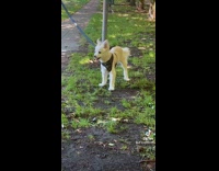 Collab BitchMP - Dog stomping and bopping on sidewalk 