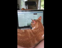 cat looking through facebook on laptop