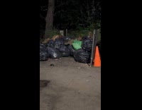 Group of racoons on park garbage pile