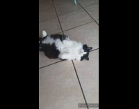 Cat laying down on floor staring at bird out window