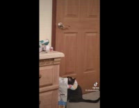Cat tries to reach door handle