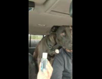 Black dog doesnt like purell hand sanitizer 