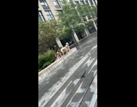 Group of dogs sit on ledge for photo