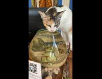Cat Drinks Water Gently from Aquarium Bowl