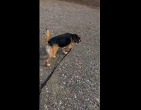 Dog steps on ice formed on ground