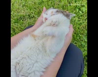 Grey orange white cat purrs girl grass