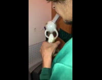 Collab BS Media - Guy smokes weed out of bong and hits head against wall and breaks drywall