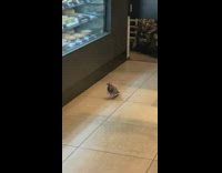 Pigeon inside of bakery looking at goods