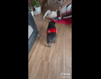 Cola in Bottle to Dog with Cola Strap