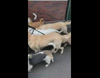 Man walks bunch of dogs sidewalk 