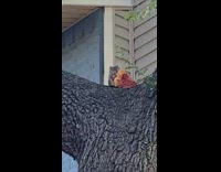 Squirrel eat pepperoni pizza on a tree