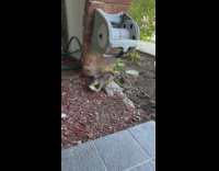 Wild squirrel eat from coconut shell yard