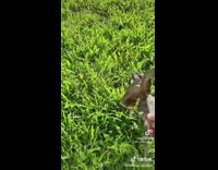 Clips of owner feeding his frilled neck lizard
