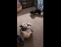 Dogs scratching their backs on the floor 