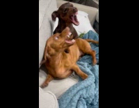 Collab Clips MPUGC2 - Wiener dogs play biting on the couch