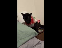 Cat wearing Christmas sweater hissing at hooman 